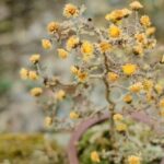 Quanto Innaffiare Bonsai Scopri quanto inaffiare bonsai: guida essenziale per la cura del bonsai