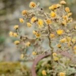 Scopri quanto inaffiare bonsai: guida essenziale per la cura del bonsai