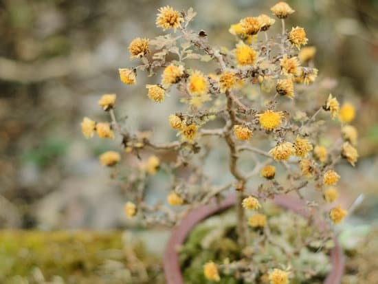 Quanto Innaffiare Bonsai 1 Scopri quanto inaffiare bonsai: guida essenziale per la cura del bonsai