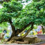Bonsai Costi Scopri come ridurre i costi nel tuo hobby bonsai con questi semplici consigli