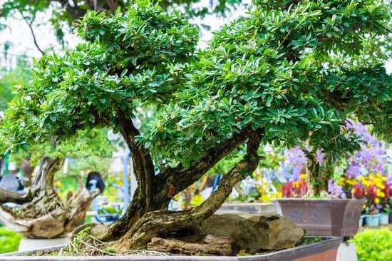 Bonsai Costi 1 Scopri come ridurre i costi nel tuo hobby bonsai con questi semplici consigli
