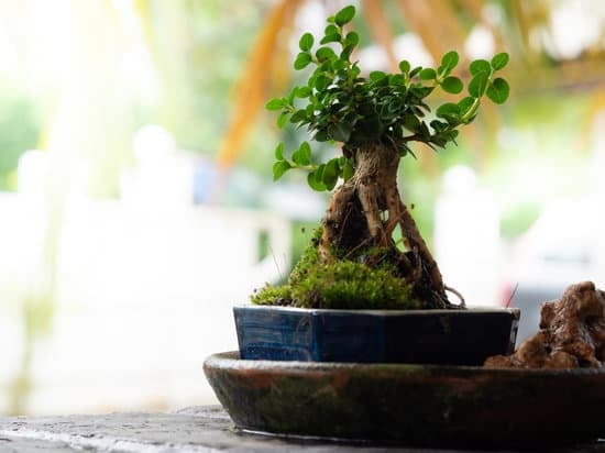 Come potare un bonsai di ulivo: tecniche e consigli per la cura ottimale della pianta