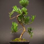 Come Prendersi Cura Di Un Bonsai Carmona Come prendersi cura di un bonsai Carmona: 5 consigli per un mantenimento ottimale