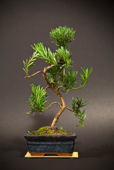 Come prendersi cura di un bonsai Carmona: 5 consigli per un mantenimento ottimale