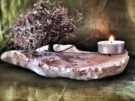 Albero Bonsai 1 Coltiva un albero bonsai per portare la natura nella tua casa