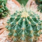 Come Tenere I Bonsai Schinus Pepper Tree Guida: Come tenere i bonsai Schinus pepper tree sani e rigogliosi