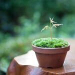 Coltiva un affascinante cipresso bonsai per aggiungere un tocco di eleganza al tuo giardino