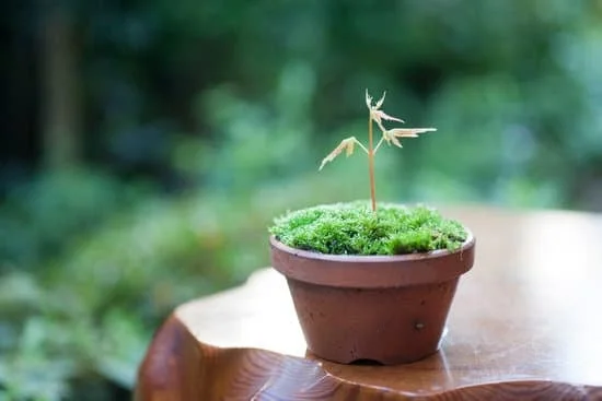 Quante Foglie Al Bonsai 1 Scopri le varietà di bonsai e quanti tipi di foglie possono avere