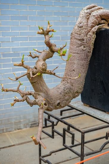 Come Incartare Un Bonsai 1 Passo dopo passo: come incartare un bonsai per la consegna perfetta