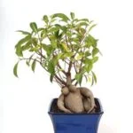 Acquista online il tuo Bonsai da interno con fiori e goditi la bellezza della natura in casa