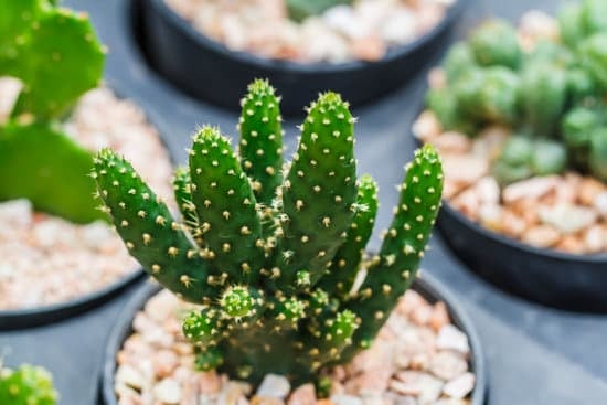 Come Fare Un Bonsai Di Olvo 1 Guida dettagliata su come fare un bonsai di olivo