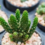 Come Fare Diventare Un Bonsai Guida pratica: come fare diventare un bonsai