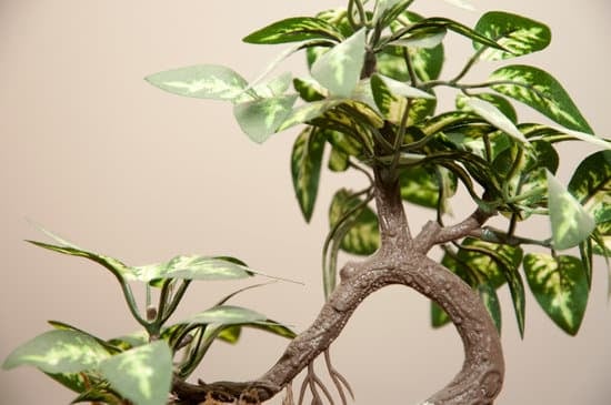 Bonsai da regalare: un regalo unico e duraturo per gli amanti della natura