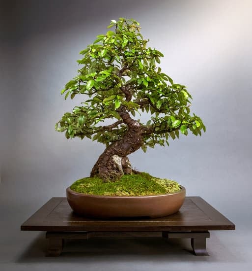 Bonsai Cadono Le Foglie 1 Bonsai cadono le foglie: guida alla cura e alle cause del problema