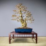 Come Si Coltiva Bonsai Segui i passi per coltivare bonsai e ottenere risultati sorprendenti