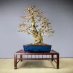 Segui i passi per coltivare bonsai e ottenere risultati sorprendenti