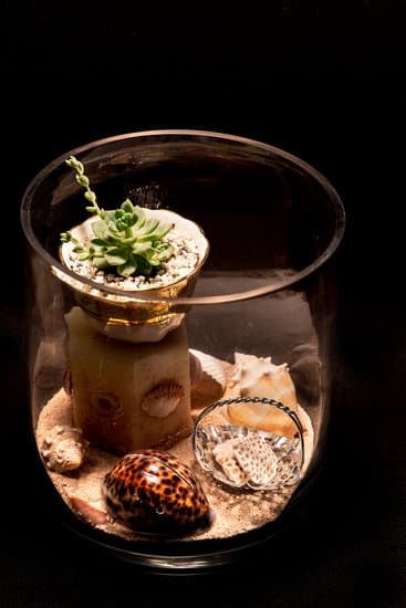 Ravviva il tuo bonsai foglie secche con i nostri consigli esperti sull'idratazione e la cura