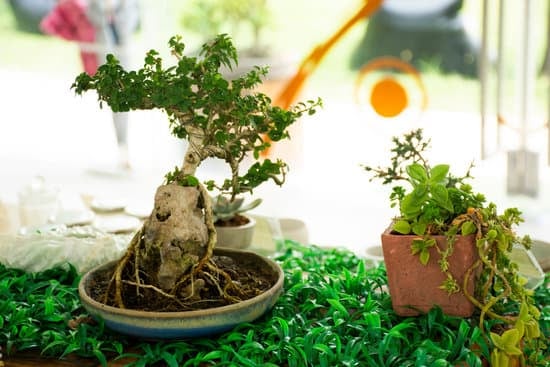 Bonsai Pianta Grassa 1 Come coltivare un Bonsai Pianta Grassa: consigli e curiosità