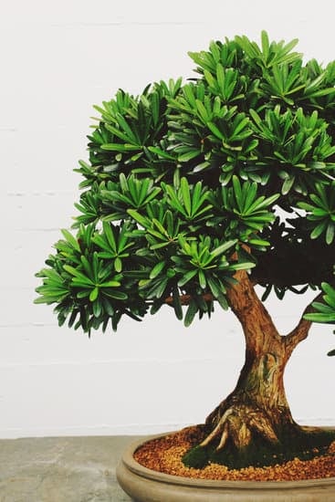 Pianta Bonsai Prezzo 1 Trova le migliori offerte di pianta bonsai a prezzi convenienti