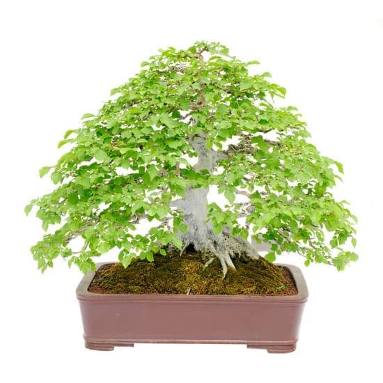 Bonsai Su Roccia 1 Bonsai su roccia: ecco come creare un piccolo giardino in miniatura con questa tecnica antica