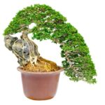 Quando Potare I Ginko Bonsai Scopri quando potare i tuoi ginko bonsai per mantenerli sani e rigogliosi.