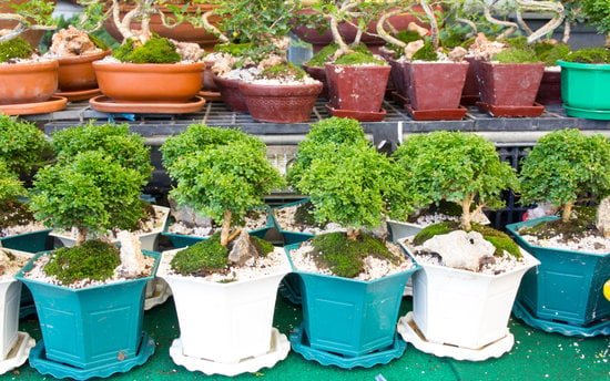 Come Si Presenta Problema Di Acari Su Bonsai 1 Trattamenti naturali per il problema di acari su bonsai