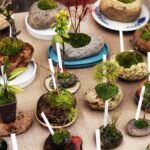 Come Fare Un Azalea Bonsai Guida passo passo su come fare un azalea bonsai