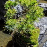 Coltiva la bellezza naturale del bonsai olivastro selvatico per un angolo verde unico