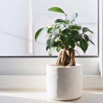 Bonsai Con Fiori Bonsai con fiori: scopri come coltivarli e mantenerli sani