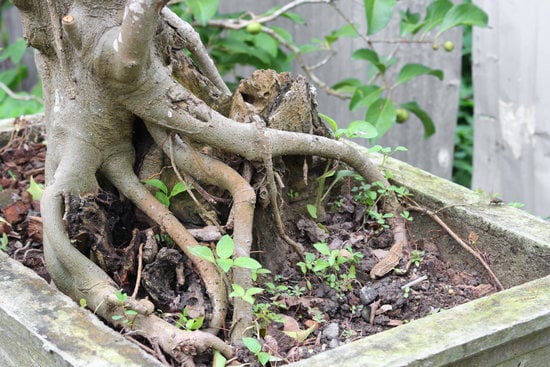 Regala una confezione bonsai bomboniera per un ricordo indimenticabile