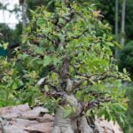Come Curare Il Bonsai in Inverno Come curare il bonsai in inverno: protezione dal freddo e riduzione dell'acqua
