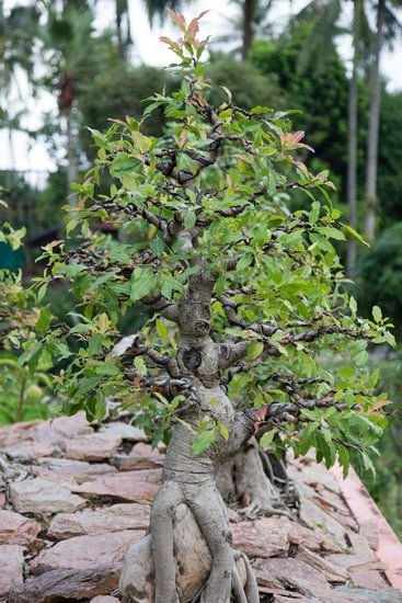 Come curare il bonsai in inverno: protezione dal freddo e riduzione dell'acqua
