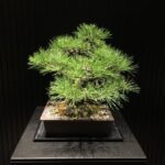Alberi Bonsai Coltiva la tua passione per gli alberi bonsai con i consigli esperti su come prendersene cura