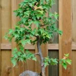 Come evitare che il bonsai perda le foglie verdi: consigli e soluzioni