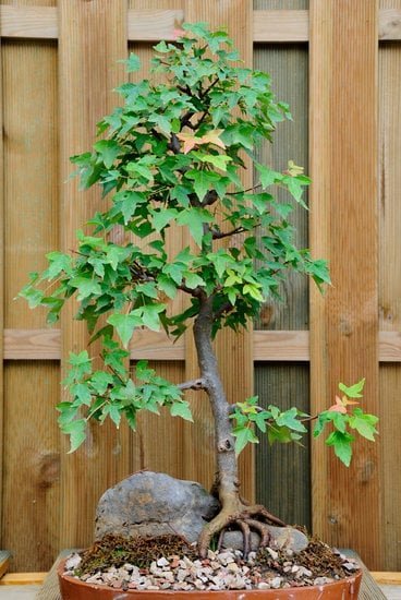 PerchE' Il Bonsai Perde Le Foglie Verdi 1 Come evitare che il bonsai perda le foglie verdi: consigli e soluzioni