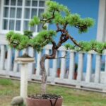 Come Capire L Età Di Un Bonsai Scopri come capire l'età di un bonsai attraverso la sua morfologia e il suo tronco