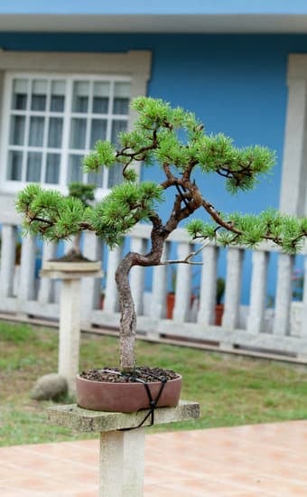 Scopri come capire l'età di un bonsai attraverso la sua morfologia e il suo tronco