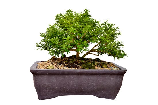 Bonsai Perde Foglie 1 Come affrontare il problema quando il bonsai perde foglie