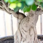 Vasi Per Bonsai Amazon I migliori vasi per bonsai disponibili su Amazon