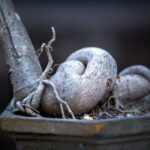 Bonsai Artificiali Scopri i segreti dei Bonsai Artificiali: creazioni uniche per un tocco zen in casa