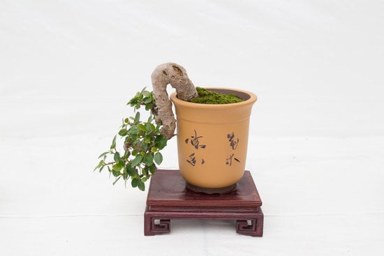 Scopri i segreti del Bonsai di Ulivo: guida completa alla cura e all'allestimento