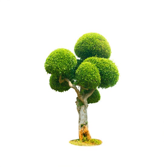 Perché La Terra Del Bonsai Ha La Muffa 1 Come eliminare la muffa dalla terra del bonsai: consigli efficaci