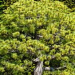 Vaso Per Bonsai Amazon Acquista il miglior vaso per bonsai su Amazon ora