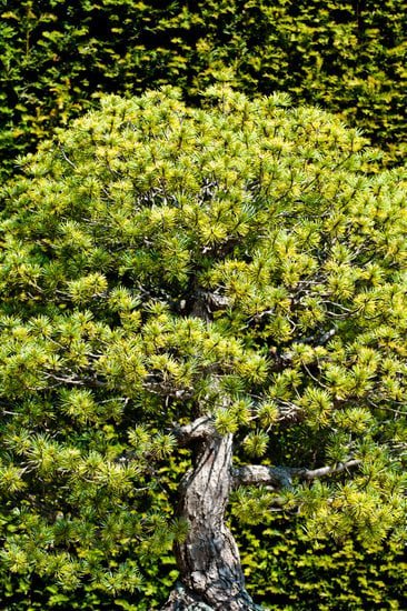 Vaso Per Bonsai Amazon 1 Acquista il miglior vaso per bonsai su Amazon ora