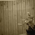 Con Quali Bonsai Iniziare Scopri con quali bonsai iniziare: consigli per principianti e varietà adatte