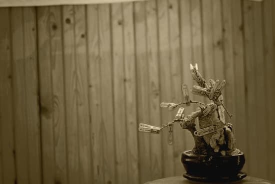 Scopri con quali bonsai iniziare: consigli per principianti e varietà adatte