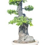 Coltivare un magnifico Faggio Bonsai: guida essenziale per principianti