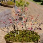 Come Fare Un Bonsai Di Salice Piangente Guida dettagliata su come fare un bonsai di salice piangente
