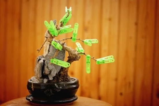 Guida pratica: Come confezionare un bonsai per regali unici e originali