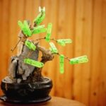 Bonsai Faggio Scopri i segreti del BONSAI FAGGIO e impara come prendertene cura con questi utili consigli